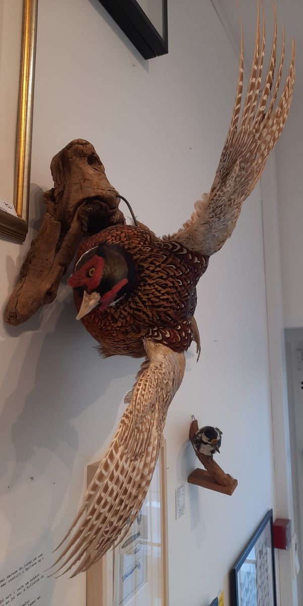 Fasan (Phasianus colchicus), utstoppet