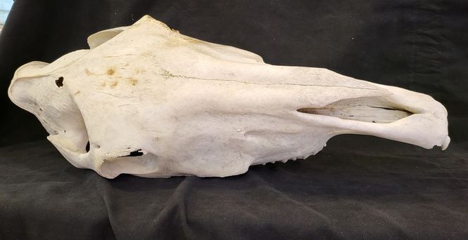 Hovedbilde Hesteskaller, 50-60 cm