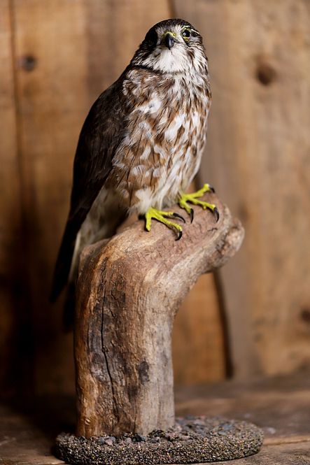 Hovedbilde Dvergfalk (Falco columbarius), utstoppet med CITES-eiersertifika