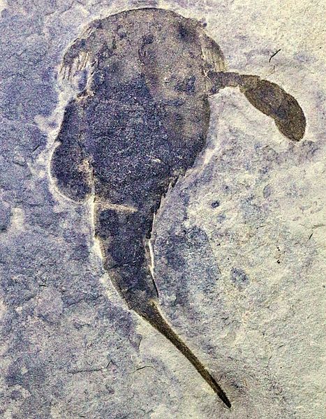 Hovedbilde Fossil sjøskorpion (Eurypterus remipes)
