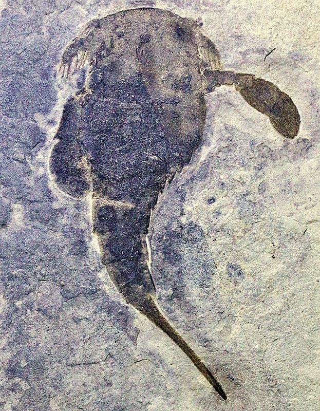 Fossil sjøskorpion (Eurypterus remipes)