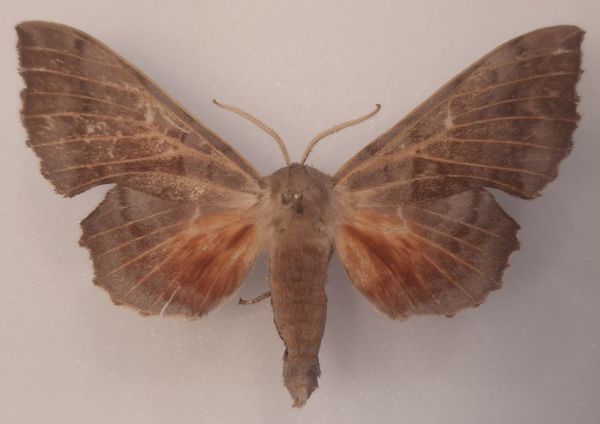 Hovedbilde Ospesvermer (Laothoe populi) i ramme (15 x 12 x 5,4 cm)