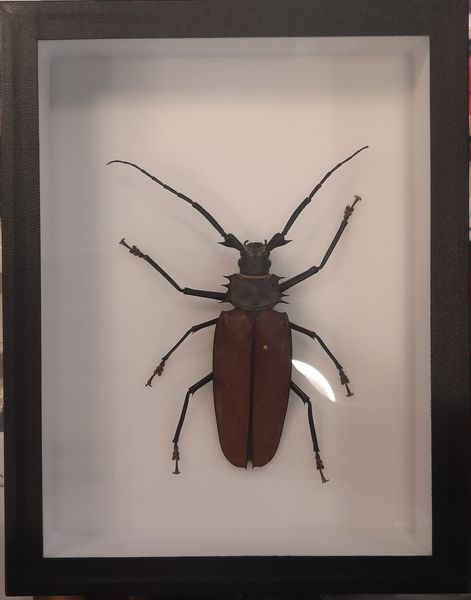 Hovedbilde Kjempetrebukk (Enoplocerus armillatus) i ramme