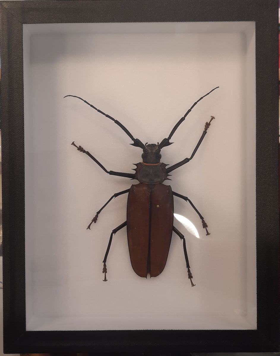Kjempetrebukk (Enoplocerus armillatus) i ramme