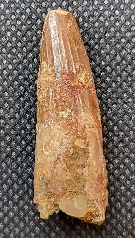 Spinosaurustann (3,9 cm)