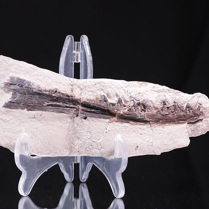 Hovedbilde Tethysaurus, underkjeve (Asfla, Marokko)