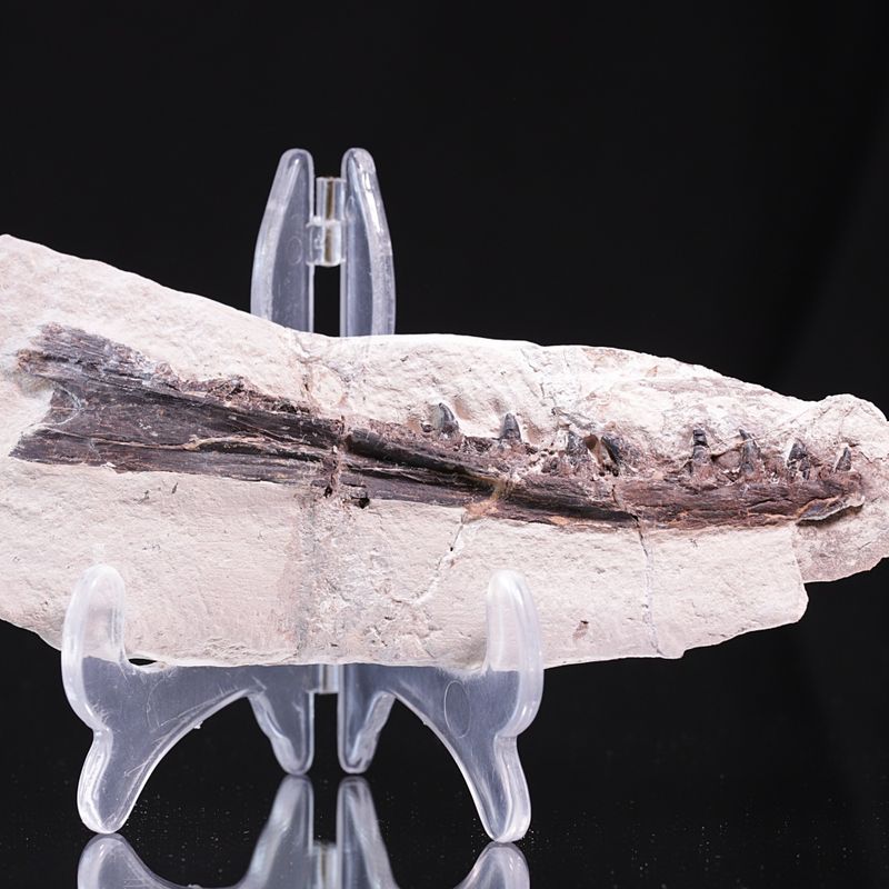 Tethysaurus, underkjeve (Asfla, Marokko)