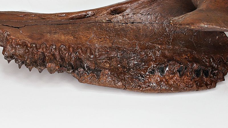 Triceratops, underkjevedel (Wyoming, USA)