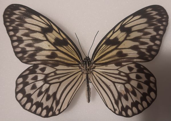 Hovedbilde Rispapirsommerfugl (Idea sp.), ramme: 18 x 15 x 5,4 cm