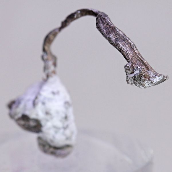 Hovedbilde Trådsølv på kalsitt, Kongsberg