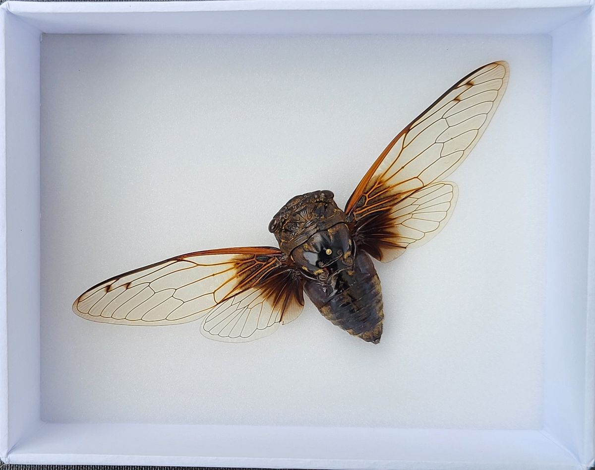 Sangsikade (Cryptotympana nitidula), ramme: 15 x 12 x 5,4 cm