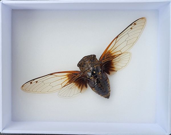 Hovedbilde Sangsikade (Cryptotympana nitidula), ramme: 15 x 12 x 5,4 cm