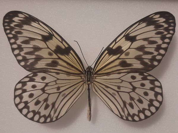 Hovedbilde Rispapirsommerfugl (Idea sp.), ramme: 18 x 15 x 5,4 cm