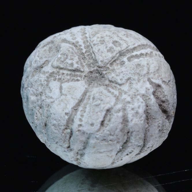 Hovedbilde Fossil kråkebolle/sjøpinnsvin (Galerites sp.)
