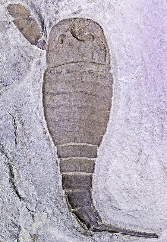 Fossil sjøskorpion (Eurypterus remipes)