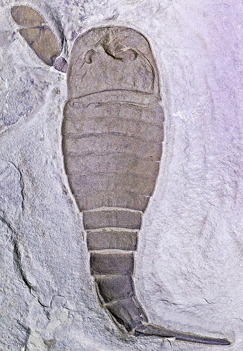 Fossil sjøskorpion (Eurypterus remipes)
