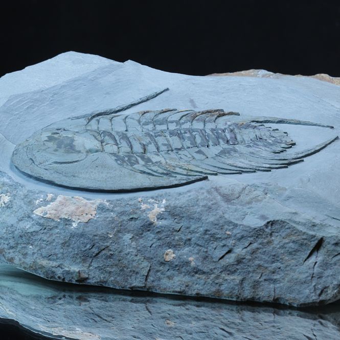 Hovedbilde Trilobitt (Neltneria termieri), nedre kambrium