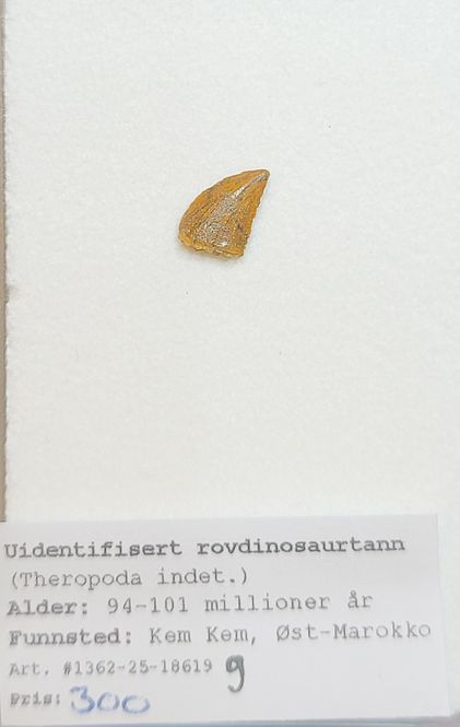 Hovedbilde Uidentifisert rovdinosaurtann (94-101 mill år)