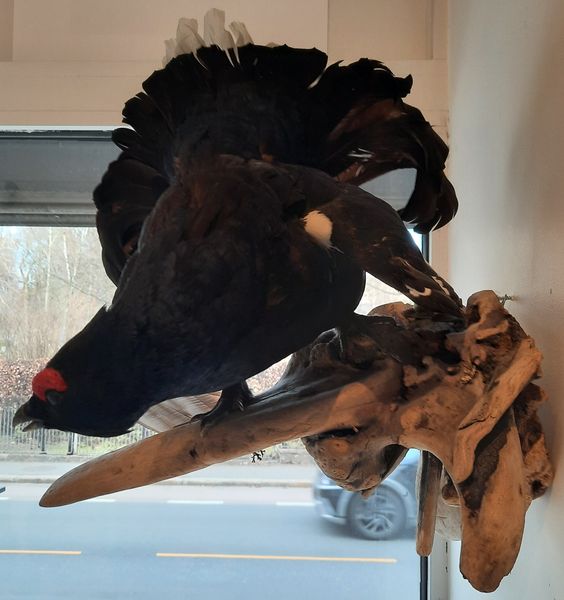 Hovedbilde Orrhane (Lyrurus tetrix), utstoppet, veggmontasje