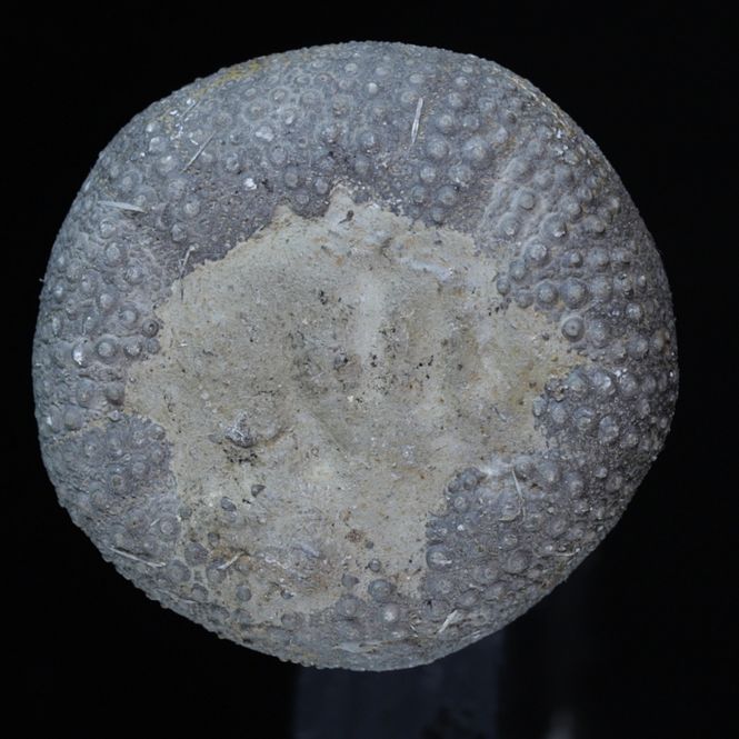Hovedbilde Fossil kråkebolle/sjøpinnsvin (Psephechinus michelini)