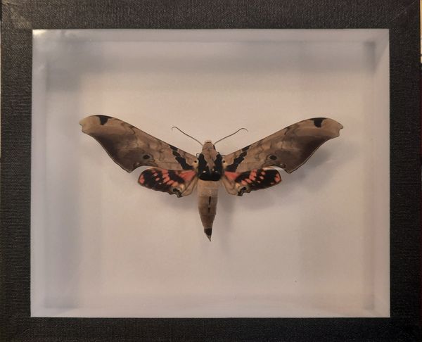 Hovedbilde Tussmørkesvermer (Adhemarius gannascus), ramme: 18 x 15 x 5,4 cm