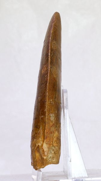 Hovedbilde Diger Carcharodontosaurus-tann! 8,8 cm