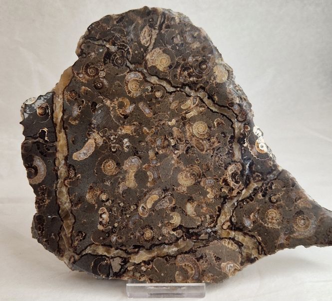 Hovedbilde Promicroceras sp. (ammonittplate)