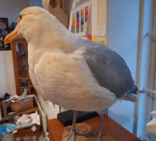 Hovedbilde Gråmåke (Larus argentatus), utstoppet