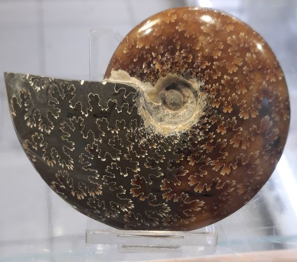 Hovedbilde Fossil ammonitt, polert, tydelige suturlinjer, 110 mill. år