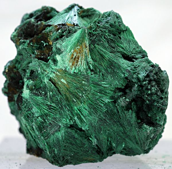 Hovedbilde Silkemalakitt fra D. R. Kongo