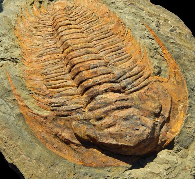 Hovedbilde Kjempetrilobitt (Acaparadoxides forteyi)