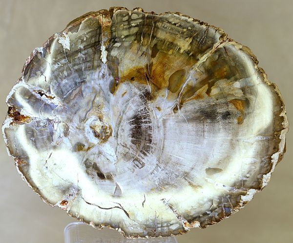 Hovedbilde Skive av fossilt tre, Madagaskar (14 cm), ca. 225 mill. år