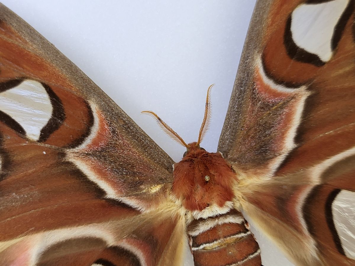 SOLGT! Atlasspinner, Attacus atlas, hunn, ramme: 30 x 23 x 5,4 cm